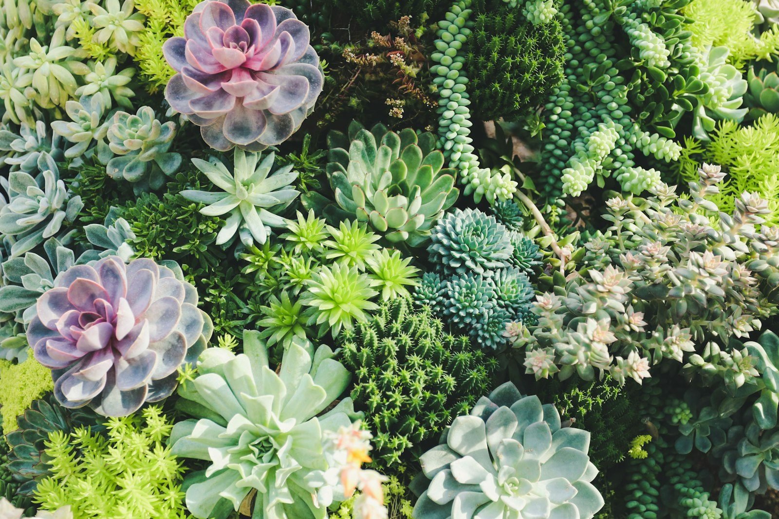 Variedade de suculentas coloridas vistas de cima, com echevérias e sedum